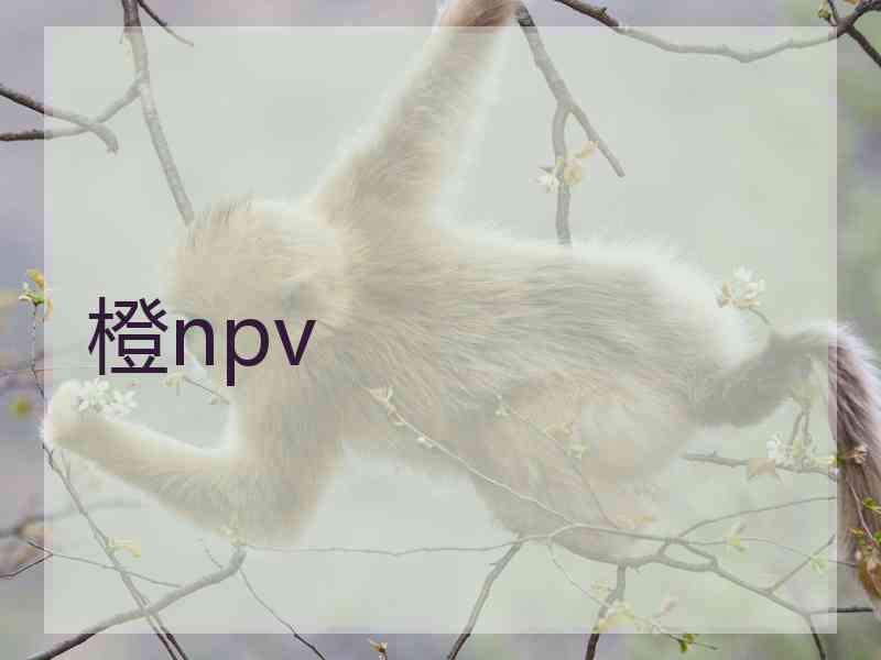 橙npv