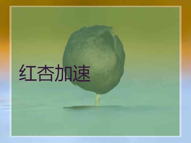 红杏加速