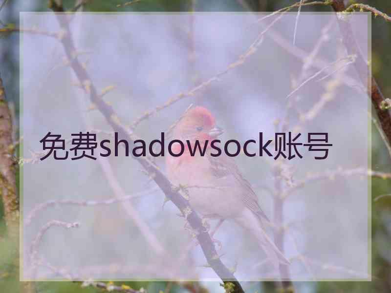 免费shadowsock账号