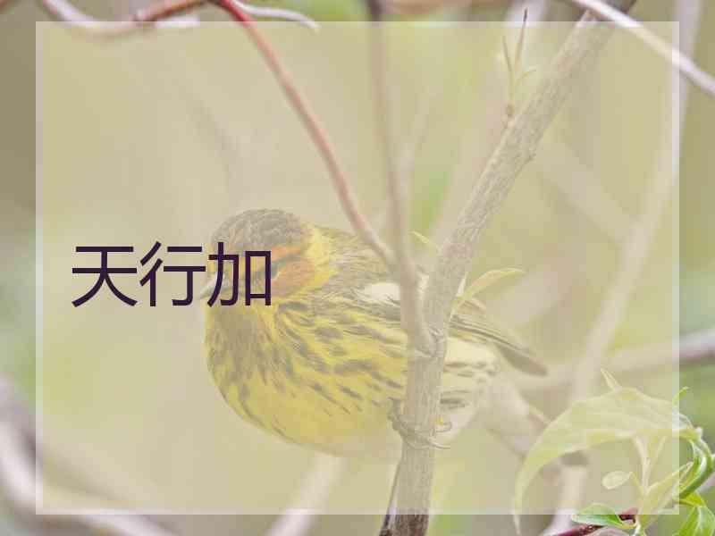 天行加