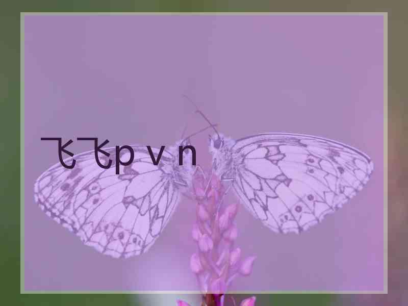 飞飞p v n