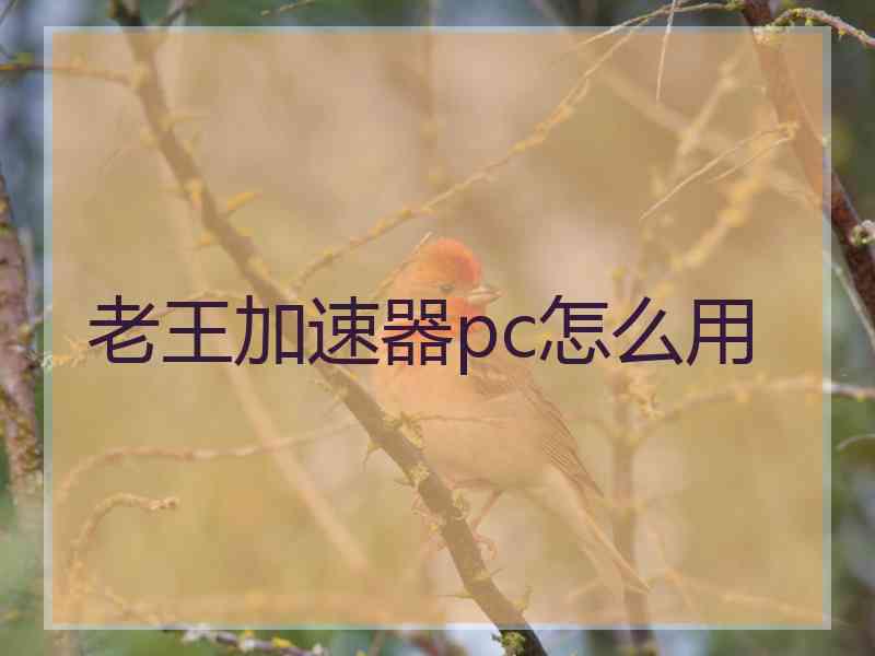 老王加速器pc怎么用