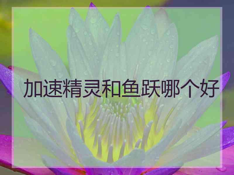 加速精灵和鱼跃哪个好